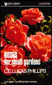 Roses For Small gardens